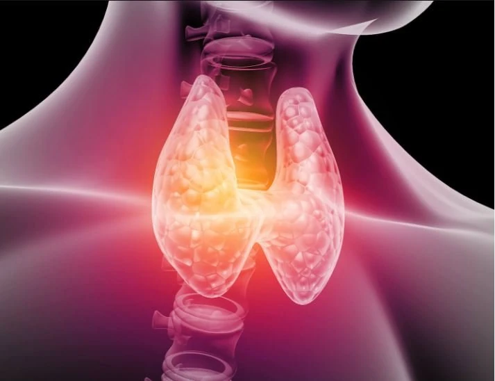 Schilddrüse und Hashimoto-Thyreoiditis